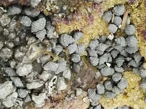 大连赶海抓海鲜的最佳地点黑石礁,大连市区蚬子赶海地点推荐