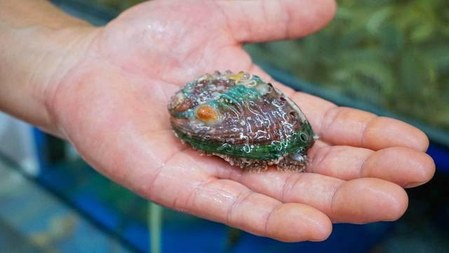 夏威夷之旅蔚蓝色的海,东方夏威夷海洋之心