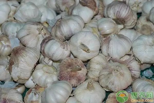 各地大蒜价格最新行情汇总