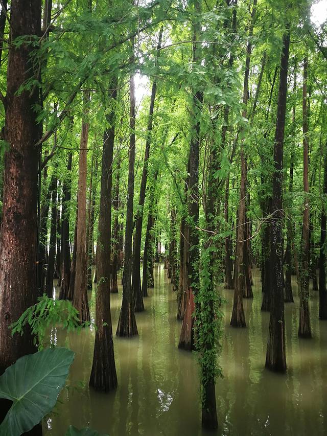 肇庆七星岩鼎湖山自助游,肇庆鼎湖山和七星岩相距多远