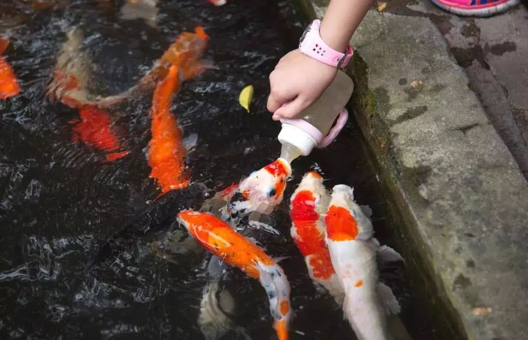 亚马逊水上乐园有什么玩的,亚马逊水上乐园