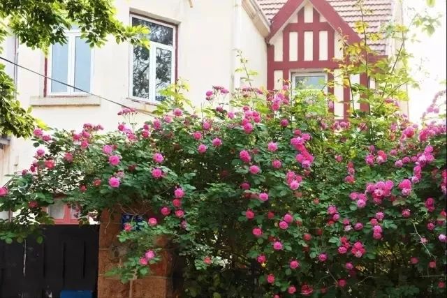 青岛一座浓厚德式风情的海滨城市,青岛一座很美的城市