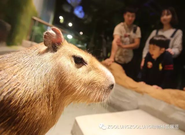 有票|把伢丢进这些室内游乐场，辣妈潮爸轻松一整天