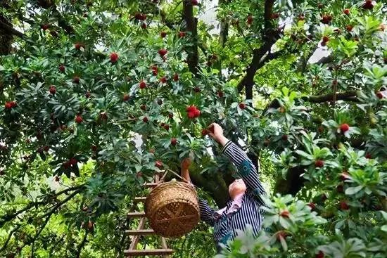 今年的杨梅哪里有采摘的,端午节摘杨梅的地方