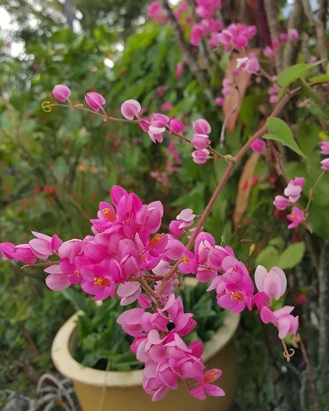 100种爬藤植物花墙,15种常用的园林观花爬藤植物