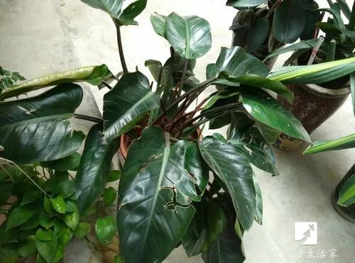 能净化空气吸附甲醛的植物有哪些,吸甲醛最好的植物排行榜