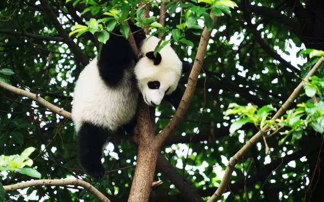 大熊猫铲屎官,都江堰熊猫谷铲屎官报名