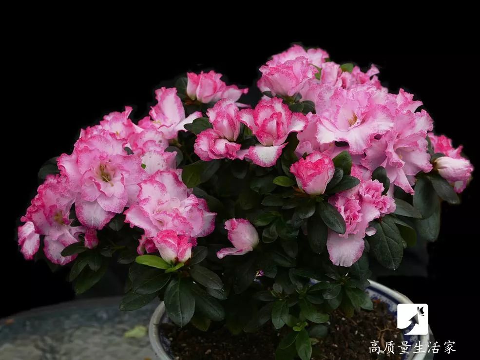 什么植物能吸收甲醛还能净化空气,吸甲醛最好的植物哪种排名第一