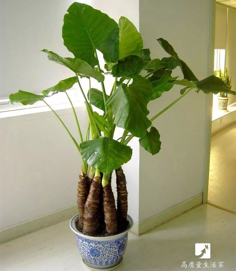 什么植物能吸收甲醛还能净化空气,吸甲醛最好的植物哪种排名第一