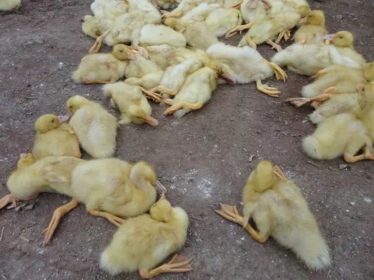 鹅老是拉稀怎么办,鹅突然拉白屎是什么原因怎么治疗