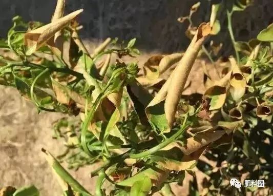 果树发生肥害怎么补救,果树施肥如何避免发生肥害病