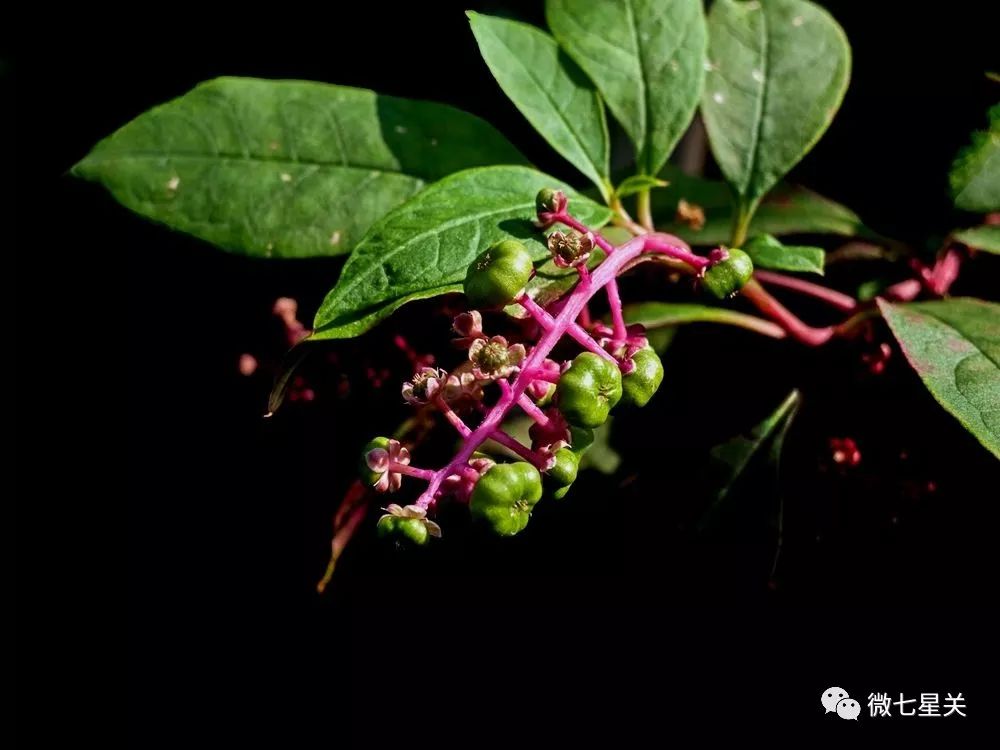 小心有毒路边野菜别乱采,有毒的野果和野菜