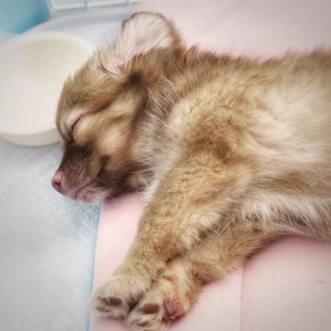 高萌来袭！真小奶猫小奶狗！|毛孩子的童年有多奶？