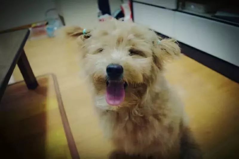 高萌来袭！真小奶猫小奶狗！|毛孩子的童年有多奶？