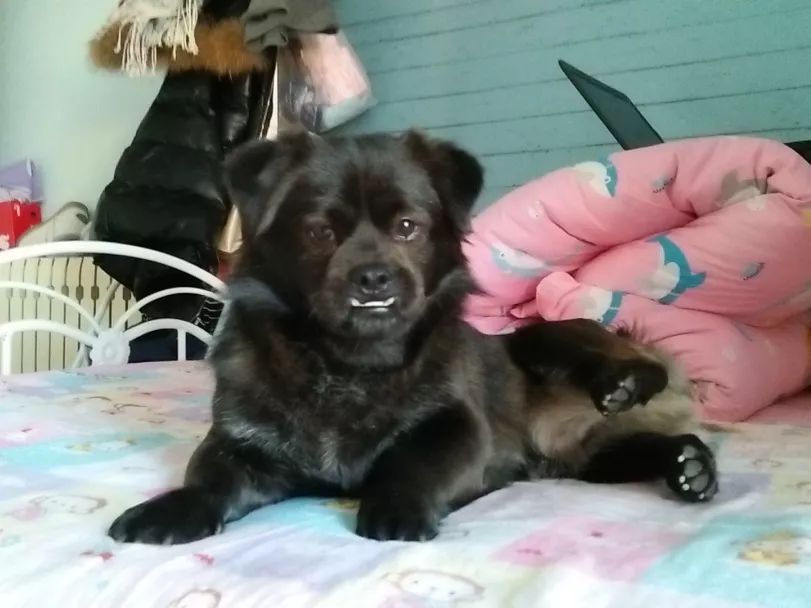 高萌来袭!真小奶猫小奶狗!|毛孩子的童年有多奶?