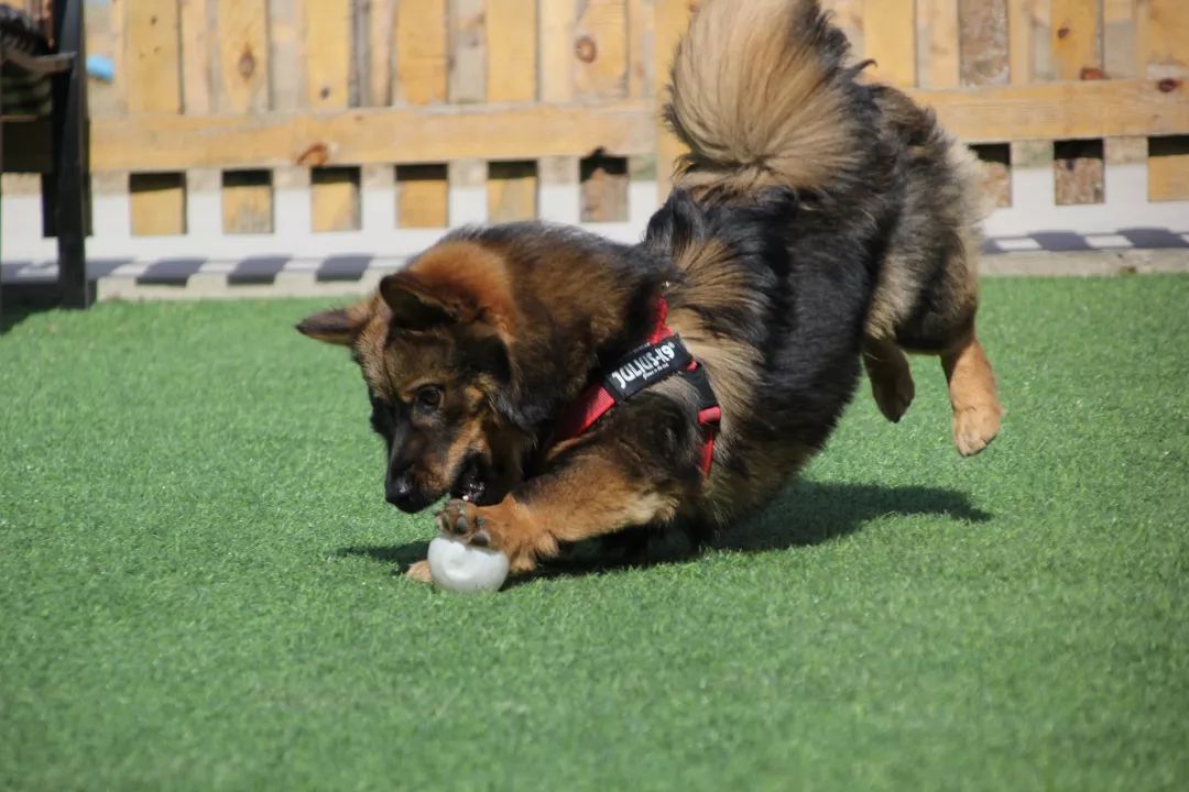 高萌来袭!真小奶猫小奶狗!|毛孩子的童年有多奶?