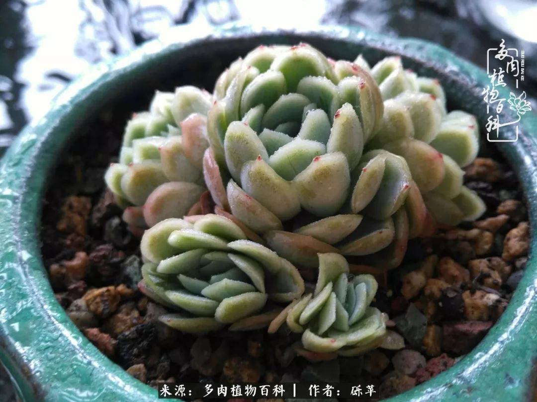 养多肉一个人就可以玩到天荒地老,养多肉的幸福其实很简单