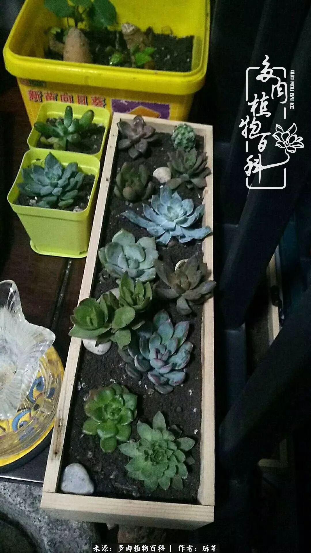 养多肉一个人就可以玩到天荒地老,养多肉的幸福其实很简单