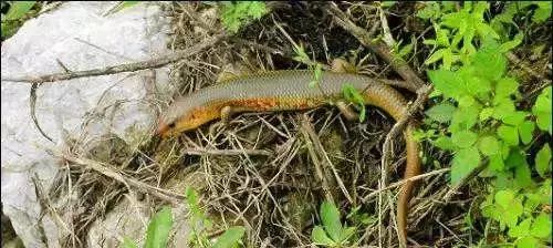 农村的娃娃捉蛇玩,农村娃玩的四脚蛇你小时候抓过吗