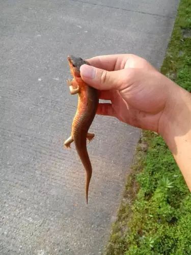 农村的娃娃捉蛇玩,农村娃玩的四脚蛇你小时候抓过吗