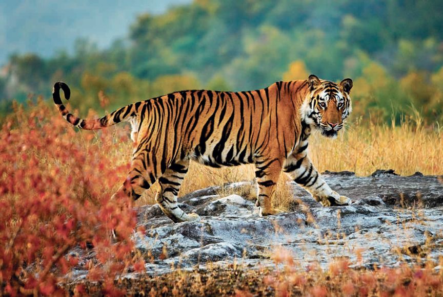 遇到野牛该如何保护自己,遇到美洲野牛怎么办