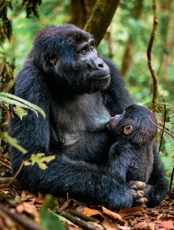 遇到野牛该如何保护自己,遇到美洲野牛怎么办