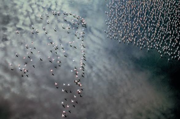 遇到野牛该如何保护自己,遇到美洲野牛怎么办