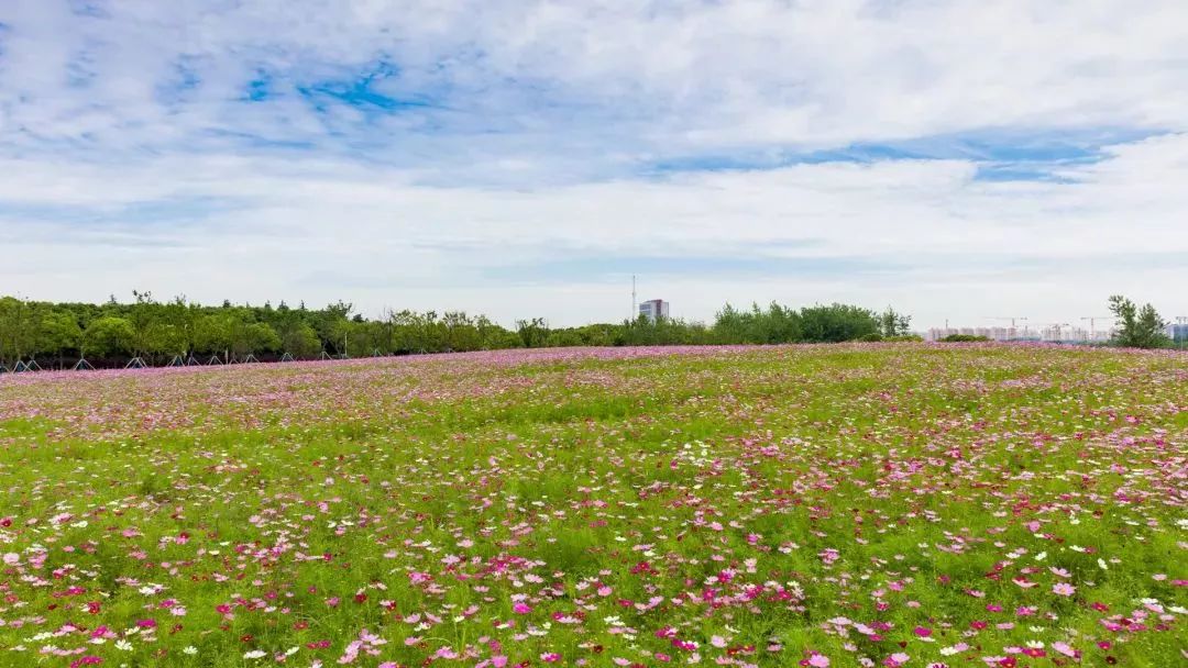 上海奉贤花海免费景点,上海奉贤花海