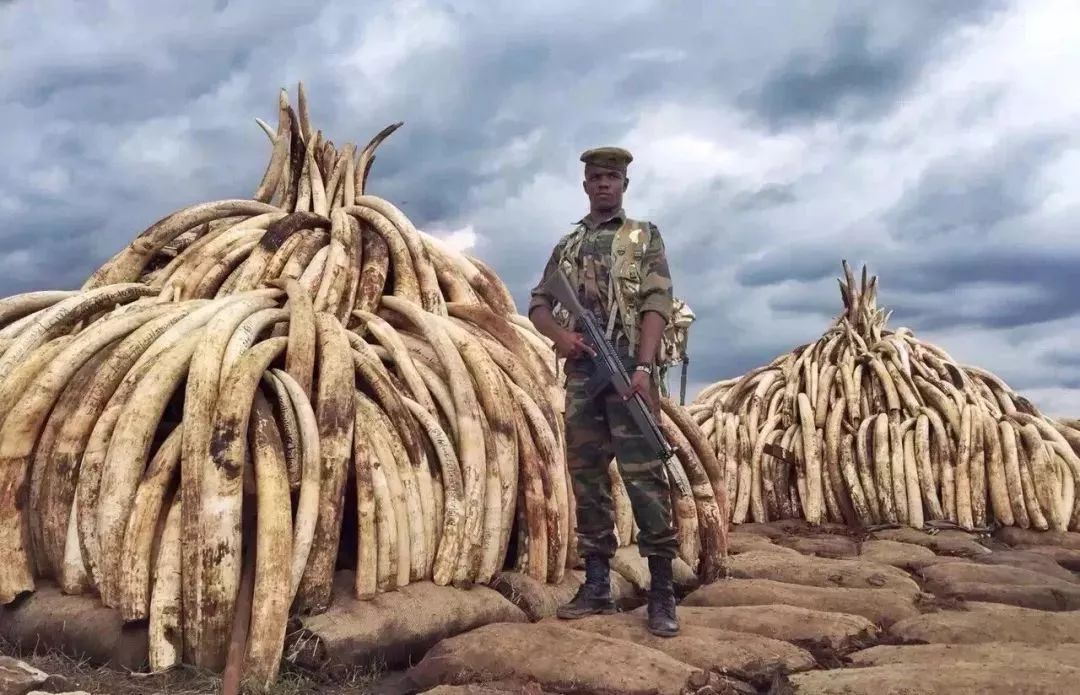 这一回，用了86年的“鳄鱼logo”再次被换，只为保护濒危动物！网友：这是2019年最棒的公益