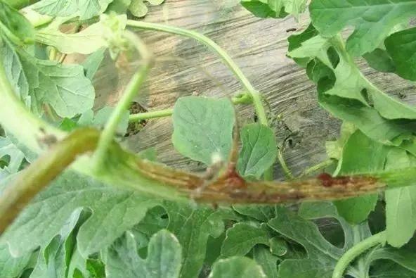 桃树各个时期病虫害防治用药方案,病虫害用药大全