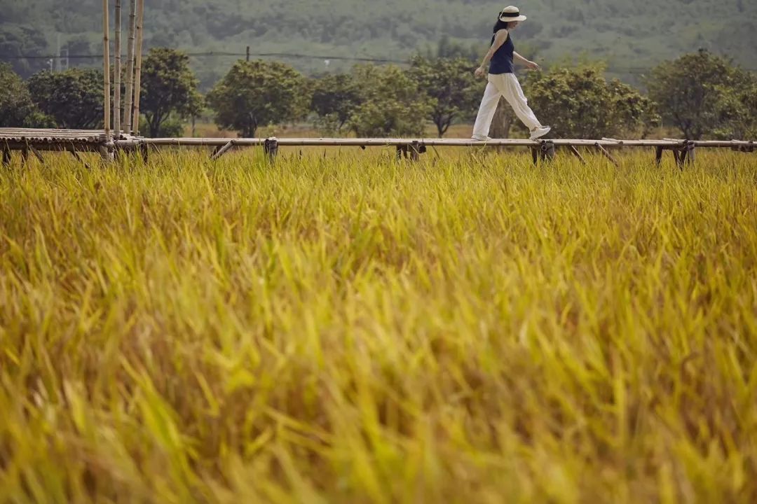 7个闺蜜在稻田里爆改了个“玻璃盒子”，只为兑现养老之约，却意外走红