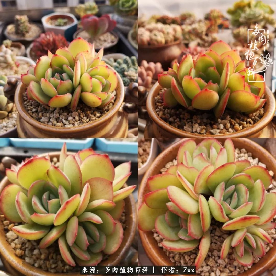 多肉怎么才能养得又美又胖,多肉的特点20个字