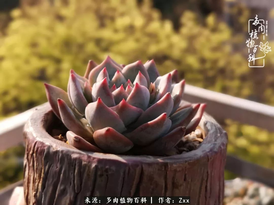 多肉怎么才能养得又美又胖,多肉的特点20个字