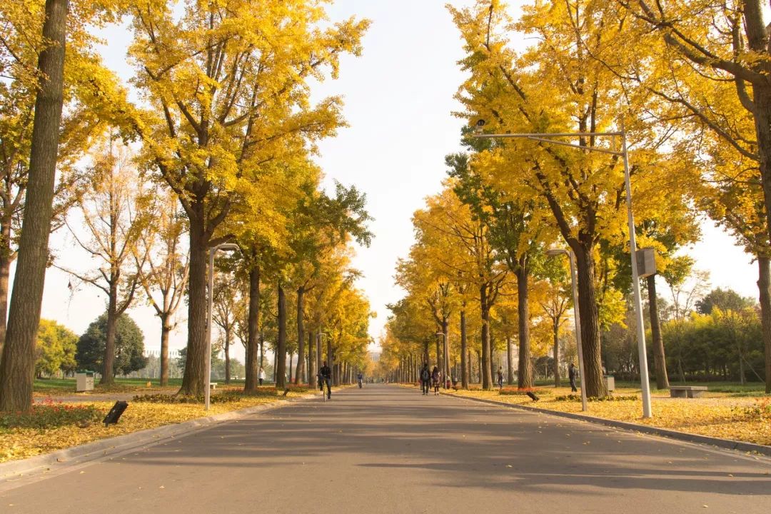 高考在即收下这份考试锦囊,献给高考后学子们的大学攻略