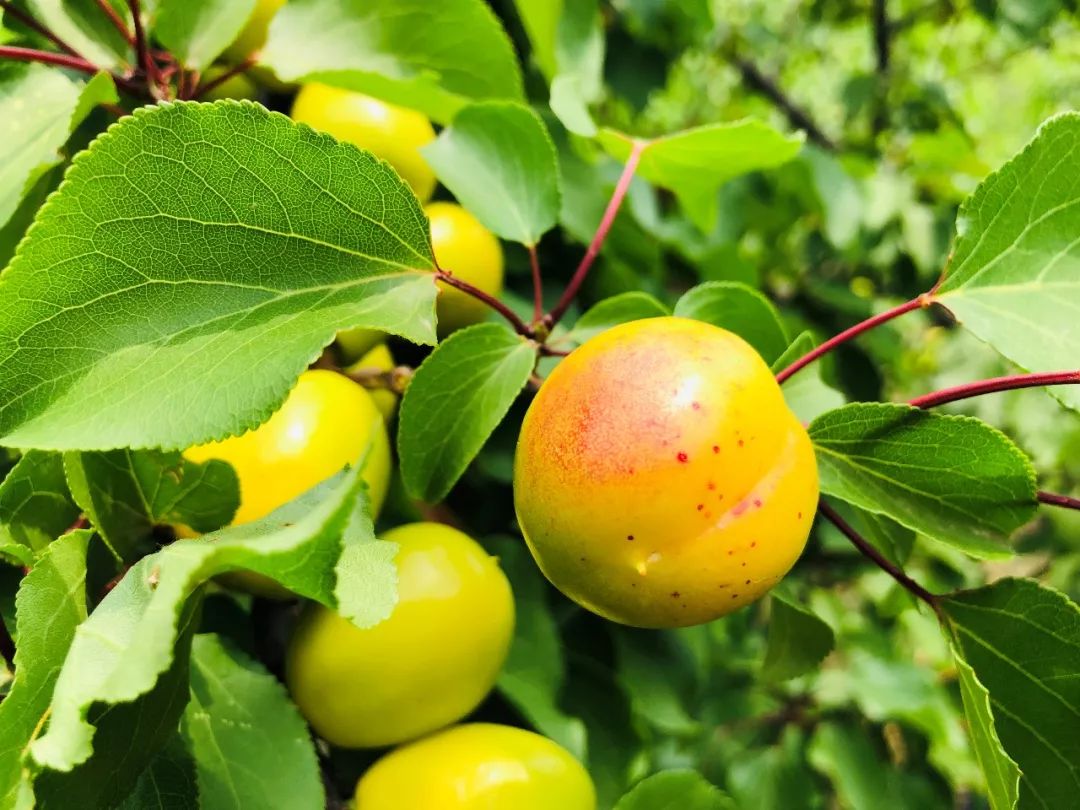 果期仅15天，*安泰**半野生珍珠杏！一口咬下满满桂花香，从牙齿蜜甜到腰！|吃货精选