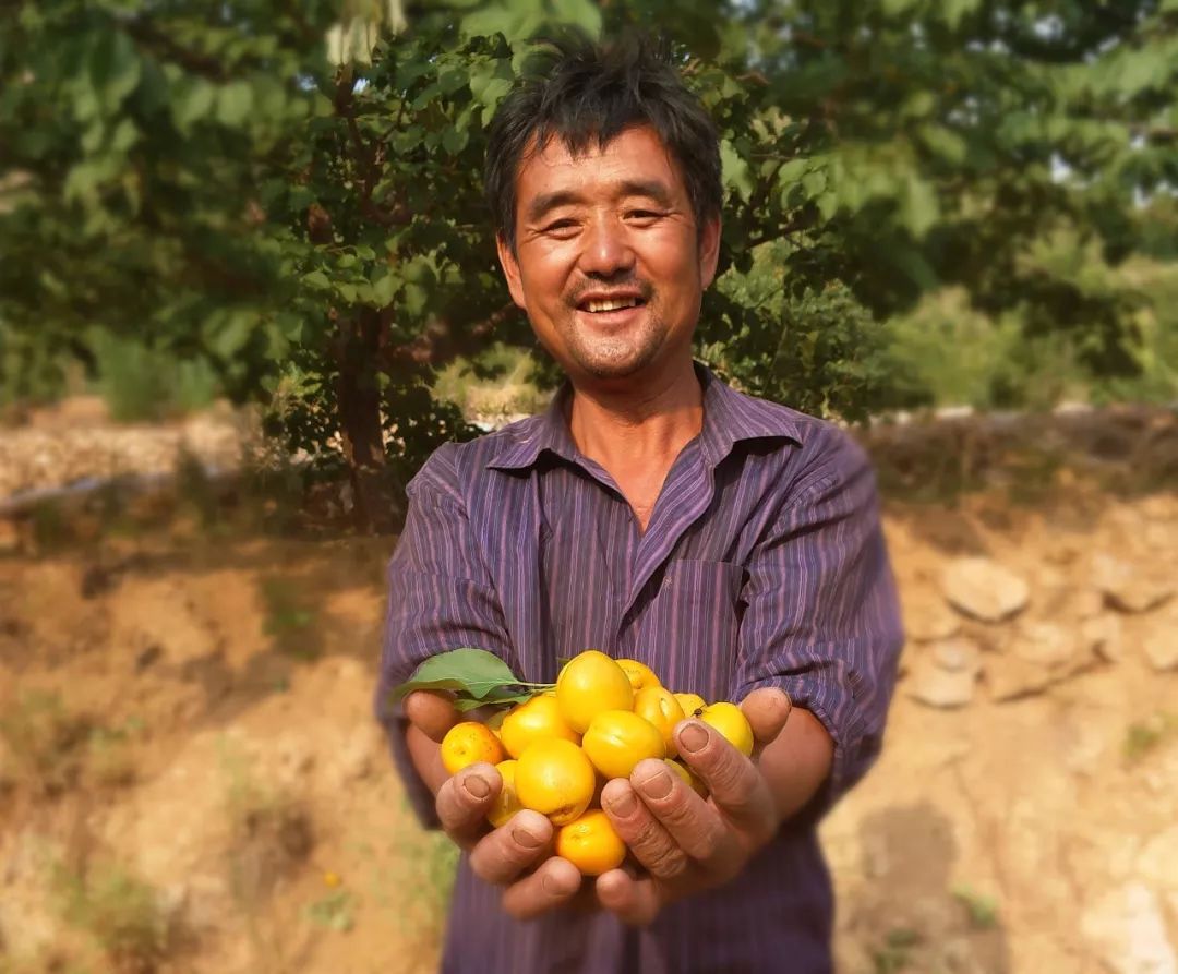 果期仅15天，*安泰**半野生珍珠杏！一口咬下满满桂花香，从牙齿蜜甜到腰！|吃货精选