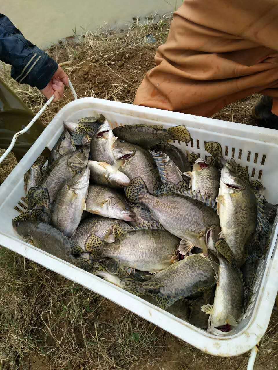 鳜鱼回收价,长期大量收购桂鱼