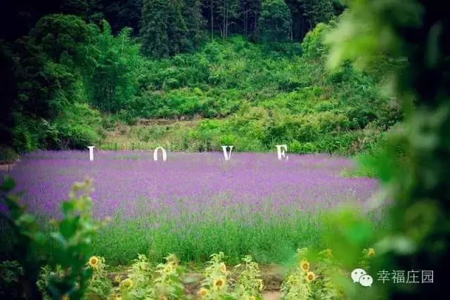 今年的杨梅哪里有采摘的,端午节摘杨梅的地方