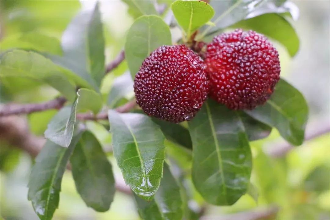 今年的杨梅哪里有采摘的,端午节摘杨梅的地方