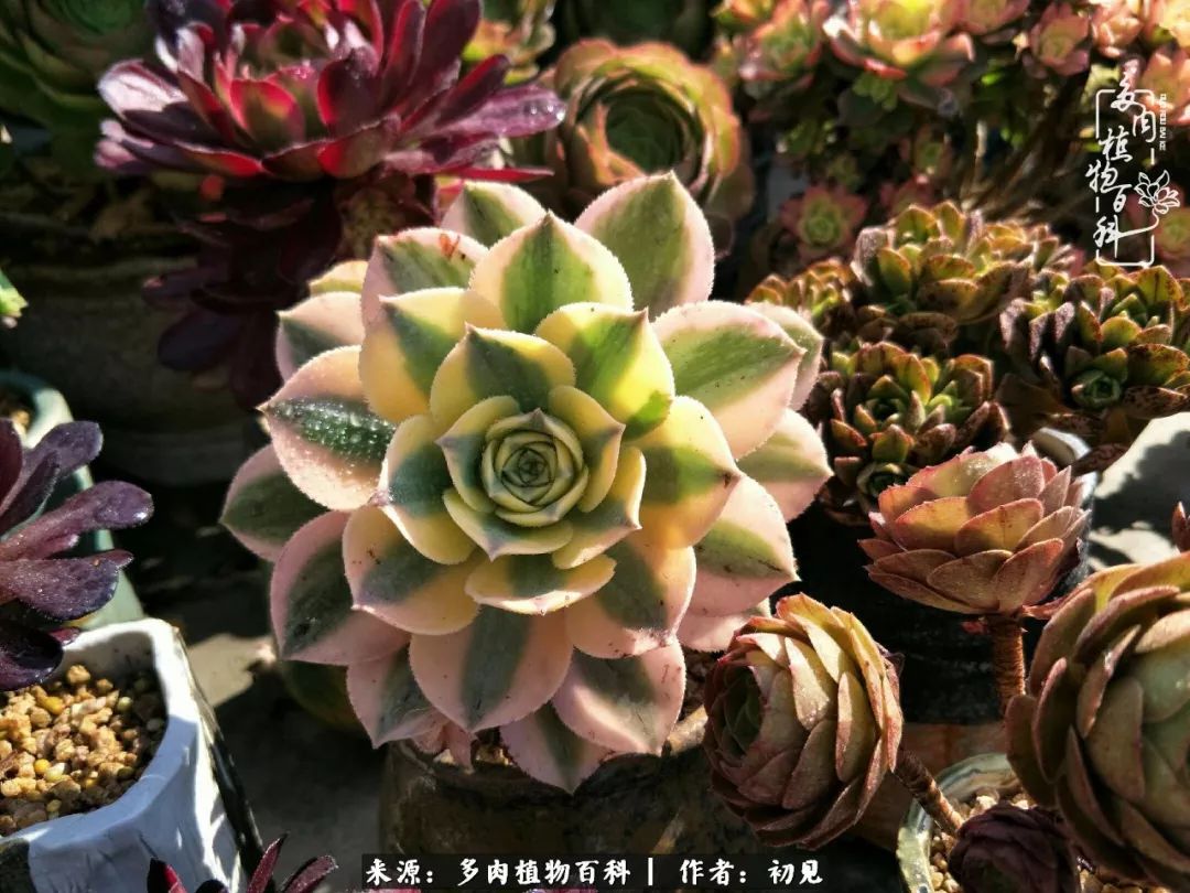 紧张的高三生活也需要适度的放松,紧张焦虑高考