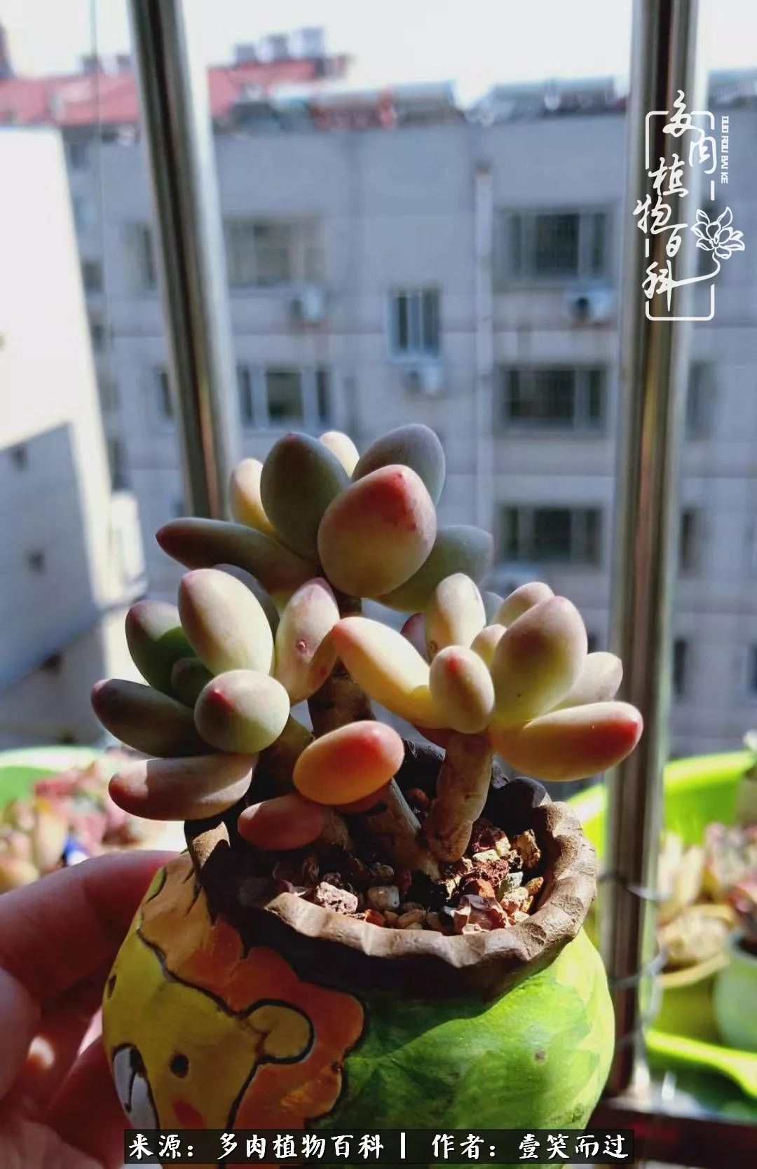 跌入神坛的多肉,跌入凡间的精灵舞蹈完整版