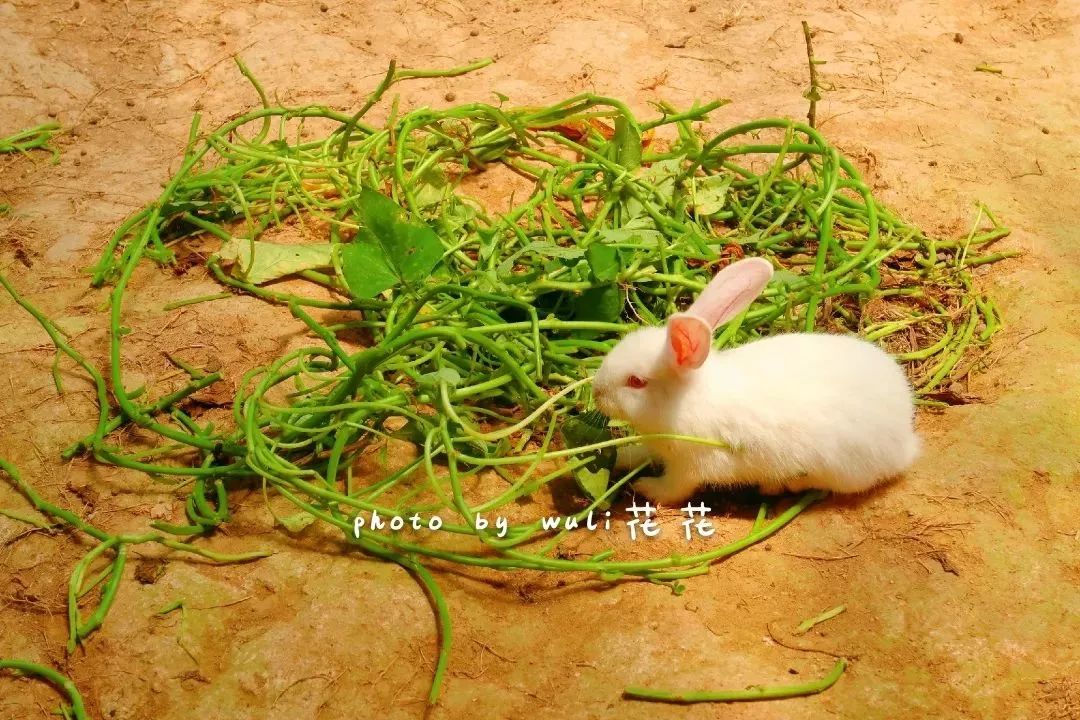 厦门适合带孩子去玩的地方推荐,厦门6月份哪里好玩