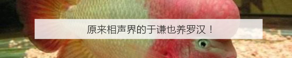 罗汉鱼不起头后期补救方法,18罗汉如何快速起头