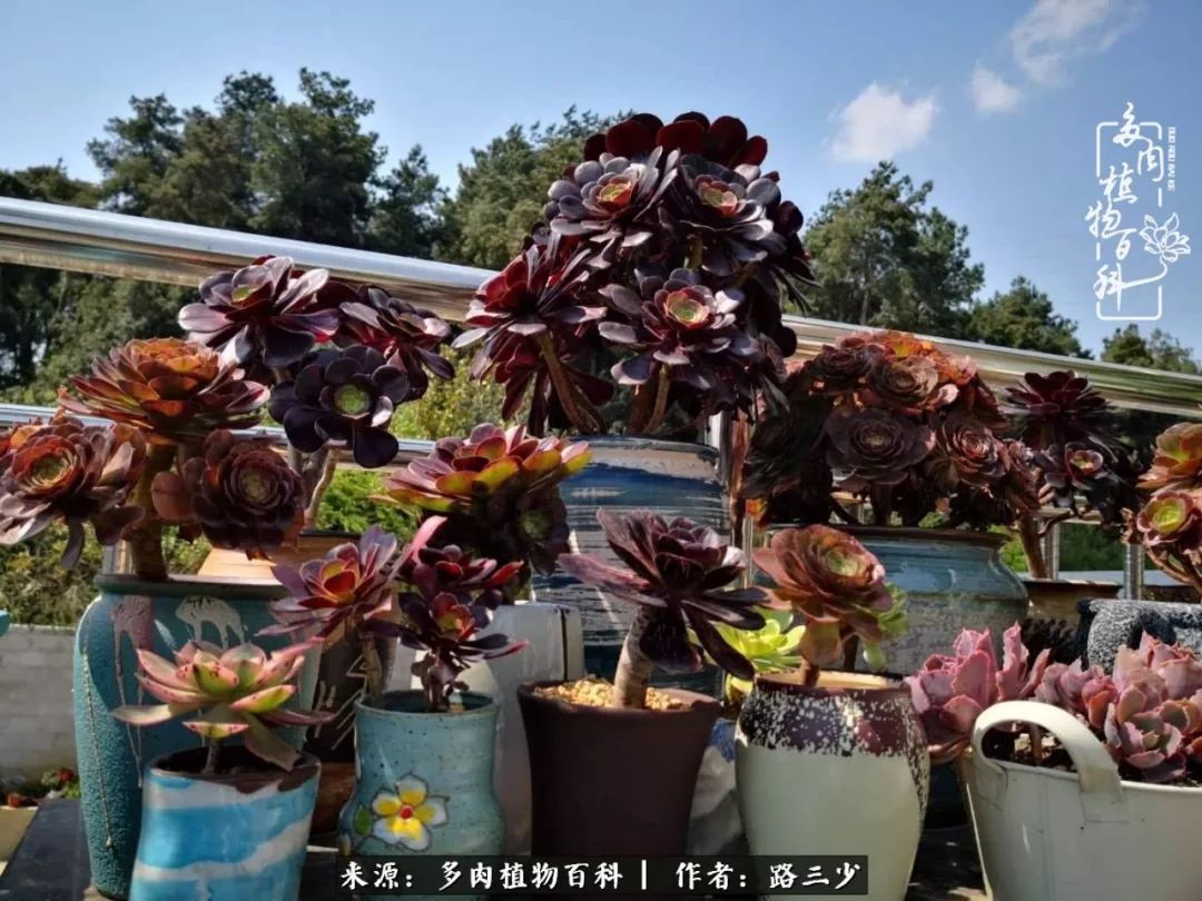 最美法师有哪些,最美法师甄姬