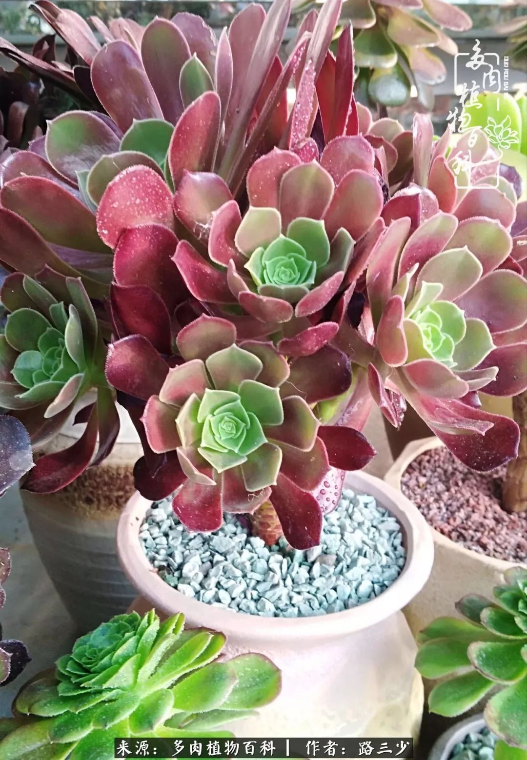 最美法师有哪些,最美法师甄姬