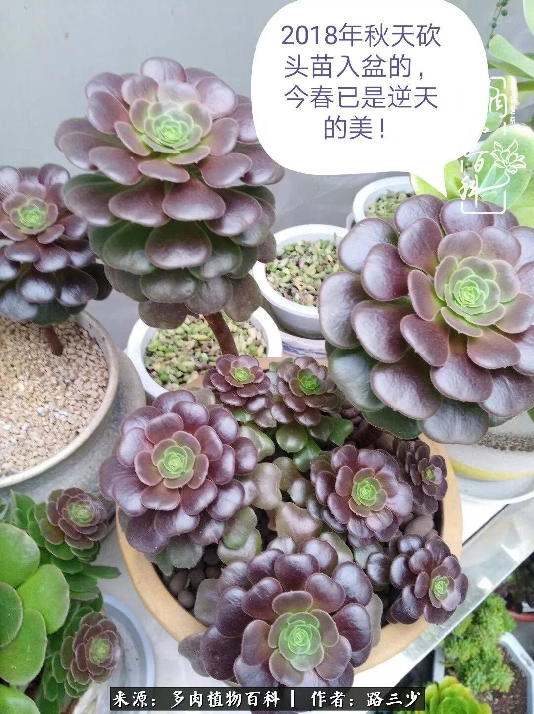 最美法师有哪些,最美法师甄姬