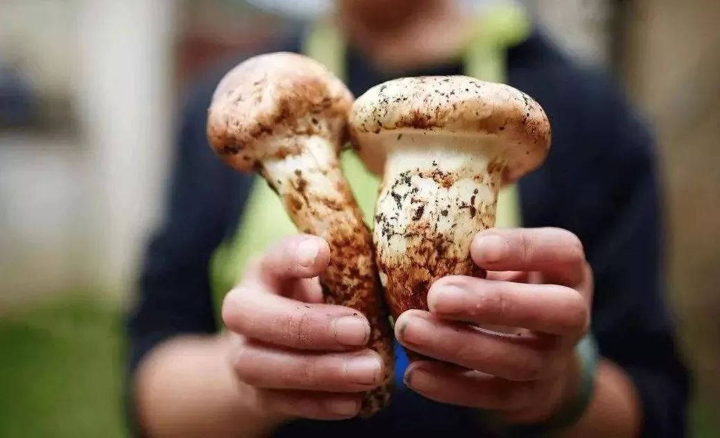 弥勒美食必吃推荐,云南弥勒美食野生菌