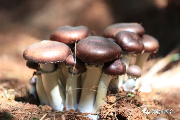 弥勒美食必吃推荐,云南弥勒美食野生菌