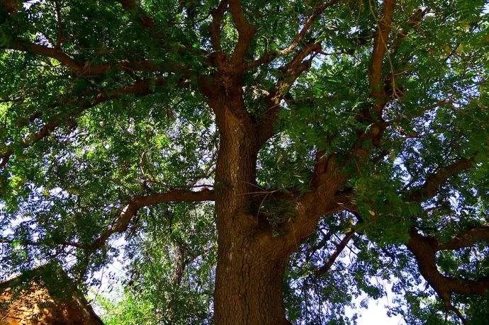 弥勒美食必吃推荐,云南弥勒美食野生菌