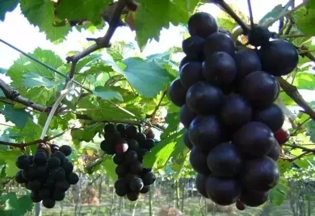 葡萄里含有哪些营养素,葡萄都有什么营养